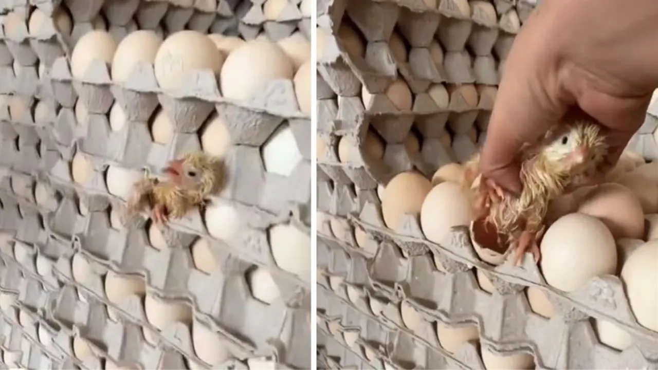 Satışa hazırlanan yumurtaların arasından civciv çıktı!