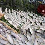 Balık Av Yasağı Ne Zaman Kalkıyor? 2026-2027 Balıkçılık Sezonu Başlıyor