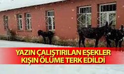 Yazın çalıştırılan eşekler, kışın ölüme terk edildi