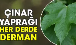 Çınar yaprağı her derde derman