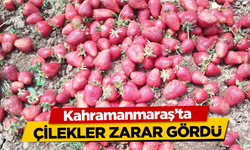 Kahramanmaraş'ta çileği sağanak vurdu