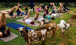 Gorki Parkı'nda Keçilerle Yoga Çılgınlığı: Anneler İçin Eşsiz Bir Deneyim