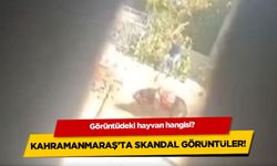 Kahramanmaraş'ta skandal görüntüler: Sopayla defalarca vurdular!