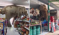 Fil marketi bastı, raflardaki atıştırmalıkları yedi!