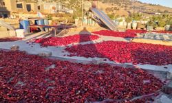 Kahramanmaraş’ta salça mesaisi!