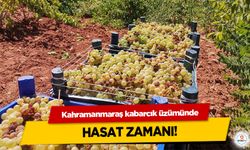 Kahramanmaraş kabarcık üzümünde hasat zamanı!