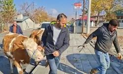 Şekerli Vakfı Yangın Mağduru Üreticiye Umut Oldu: 3 Damızlık Gebe Düve Teslim Edildi