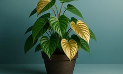 Evde Altın Yetiştirmek Artık Mümkün: Bitkilerden Nanoparçacık Altın Üretimi Keşfedildi