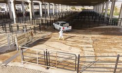 Büyükşehir’den Canlı Hayvan Pazarı’nda Halk Sağlığı İçin Kapsamlı Çalışma!