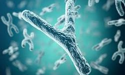 Y Kromozomu Yok mu Oluyor? Bilim Dünyasında Merak Uyandıran Soruya Net Yanıt