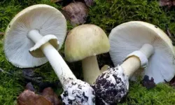 Köygöçüren mantarı nedir, yenir mi? Nerede yetişir? Batuhan Badak’ın mantar zehirlenmesi olayı gündemde!