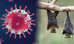 Hindistan'da Nipah Virüsü nedir? Nipah Virüsü Türkiye’de Var mı?