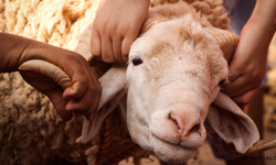 2026 Kurban Bayramı Ne Zaman? Kurban Bayramı Tarihleri ve Geri Sayım