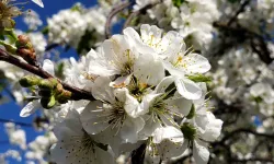 2026 Cemre Tarihleri Açıklandı: İlk Cemre Ne Zaman ve Nereye Düşecek? Havaya, Suya ve Toprağa Cemre Takvimi