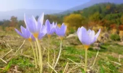 2026 Cemre Düşme Tarihleri: Üçüncü Cemre Toprağa Ne Zaman Düşecek?