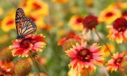 Hıdırellez Ne Zaman 2026? İşte Baharın Müjdecisi Hıdırellez Tarihi ve Anlamı