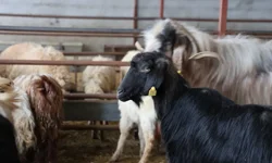 2026 Kurbanlık Fiyatları Ne Kadar? Büyükbaş ve Küçükbaş Hayvan Fiyatlarında Son Durum