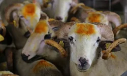 Kurbanlık Fiyatları 2026 Belli Oldu: Tosun, Düve ve Koyun Kilogram Fiyatları Açıklandı