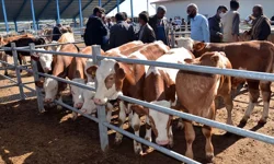 Kahramanmaraş 2026 Kurbanlık Fiyatları Açıklandı mı? İşte Canlı Kilo Fiyatları ve İlçe İlçe Liste