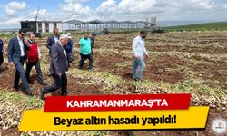 Kahramanmaraş’ta beyaz altın hasadı yapıldı!