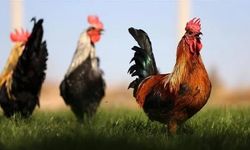 Horoz Billuru Nedir, Yenir mi? Horoz Billuru Hayvanın Neresidir ve Nasıl Pişirilir?