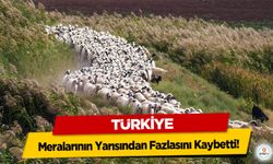 Türkiye Meralarının Yarısından Fazlasını Kaybetti!
