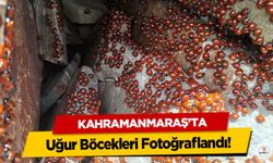 Kahramanmaraş’ta Uğur Böcekleri Fotoğraflandı!