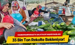 Kahramanmaraş'ta Salatalık Hasadı Başladı: 35 Bin Ton Rekolte Bekleniyor