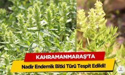 Kahramanmaraş’ta Nadir Endemik Bitki Türü Tespit Edildi!