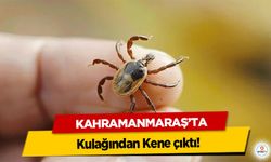 Kahramanmaraş’ta kulağından Kene çıktı!