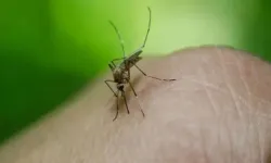 Batı Nil Virüsü Nedir, Hangi Ülkelerde Var? Yunanistan'da Vaka Sayısı ve Can Kaybı Artıyor!