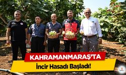 Kahramanmaraş’ta İncir Hasadı Başladı!