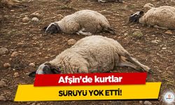 Afşin’de kurtlar sürüyü yok etti!