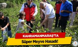Kahramanmaraş’ta Süper Meyve Hasadı!