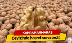 Kahramanmaraş cevizinde hasret sona erdi!