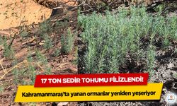 Kahramanmaraş’ta yanan ormanlar yeniden yeşeriyor: 17 Ton Sedir Tohumu Filizlendi