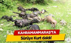 Kahramanmaraş’ta sürüye kurt daldı!