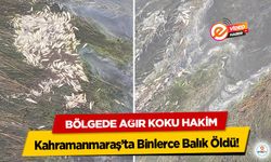Kahramanmaraş’ta Binlerce Balık Öldü! Bölgede Ağır Koku Hakim