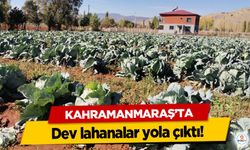 Kahramanmaraş’ta dev lahanalar yola çıktı!