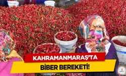 Kahramanmaraş’ta 12 bin 500 ton pul biber bekleniyor!