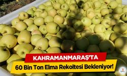 Kahramanmaraş'ta 60 Bin Ton Elma Rekoltesi Bekleniyor!