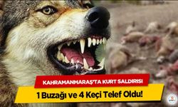 Kahramanmaraş’ta Kurt Saldırısı: 1 Buzağı ve 4 Keçi Telef Oldu