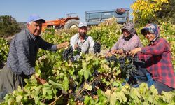 Silifke’de üzüm hasadı başladı