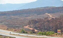 Silifke’de yanan ormanlar ağaçlandırılacak