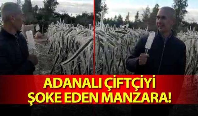 Adanalı çiftçiyi şoke eden manzara!