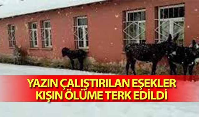 Yazın çalıştırılan eşekler, kışın ölüme terk edildi