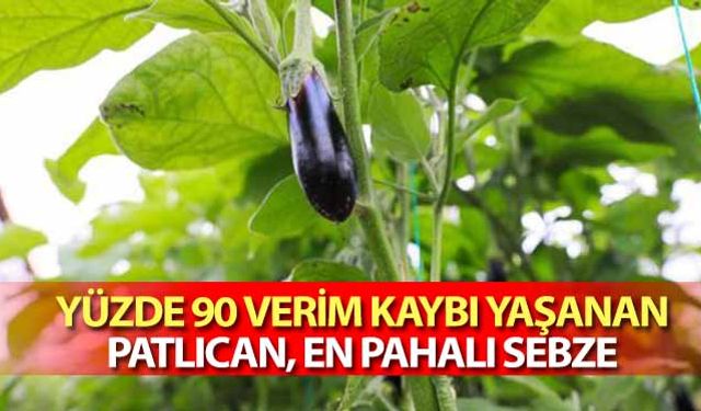 Yüzde 90 verim kaybı yaşanan patlıcan, en pahalı sebze