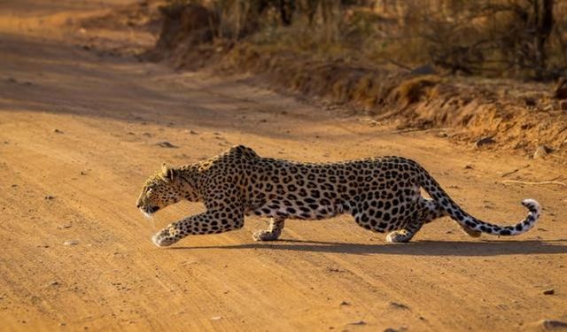 Leopar dehşeti! 3 çocuğu parçalayarak öldürdü