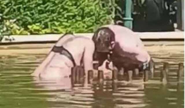 Yarı çıplak kadını parktaki havuzda boğmaya çalıştı! 