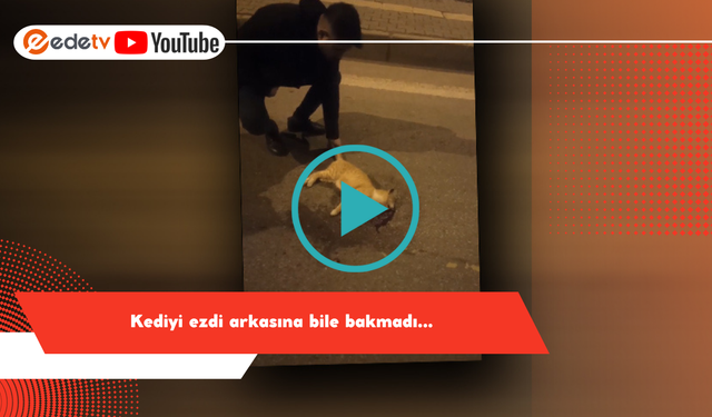 Kediyi ezdi arkasına bile bakmadı!